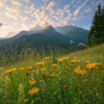 Alpine Meadow