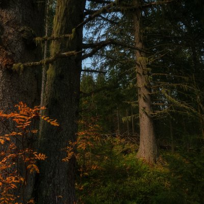 The Gloom of the High Tatras Forest