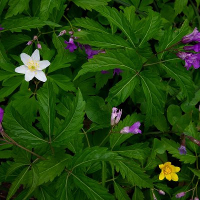 Flowers of Odra Basin