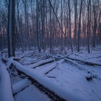 Zimní les po západu slunce