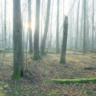 Forest Geometry