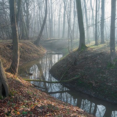 Mlžné ráno v lese