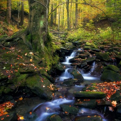 Autumn Forest with Waterfalls