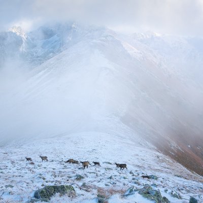 Chamois in Winter