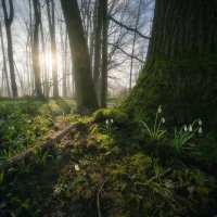 Snowdrops in Mossy Forest