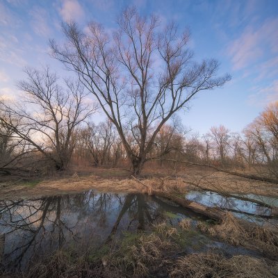 Willows of Border Swamps