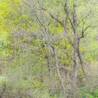 Jaro v Oderských vrších