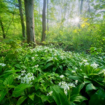 Wild Garlic Blossom in Odra Basin 