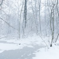 Swamps under Snow