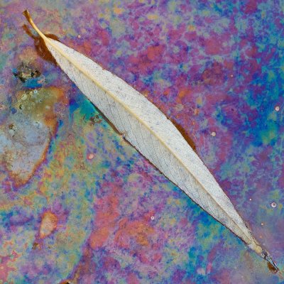 Willow Leaf in Detail