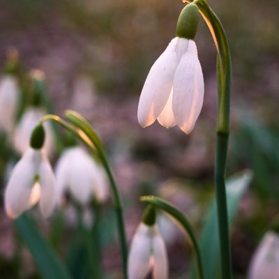 Snowdrop