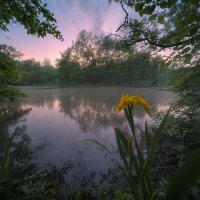 Orioles in the Moravian Plains