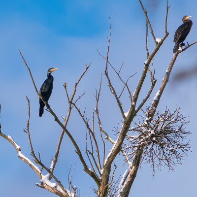 Cormorant