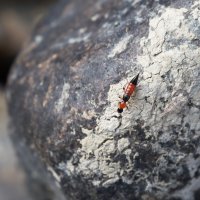 Paederus Riparius