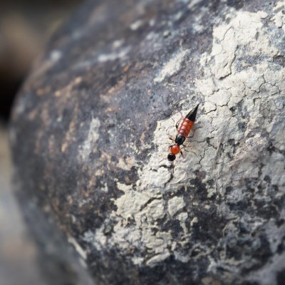 Paederus Riparius