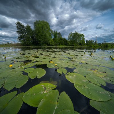 Nuphar in Odra Basin