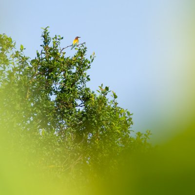 Merops apiaster