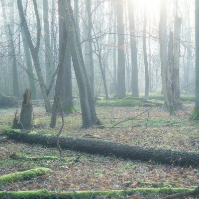 Forest Geometry II