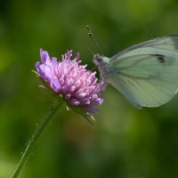 Pieris Brassicae