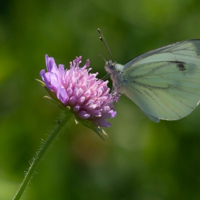 Pieris Brassicae