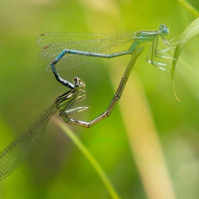 Dragonflies Mating