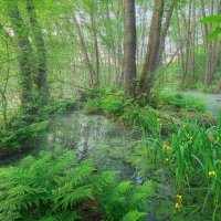 Irises in Elbe Floodplains