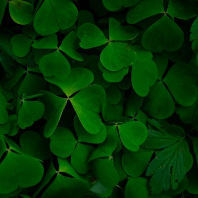 Clover Leafs