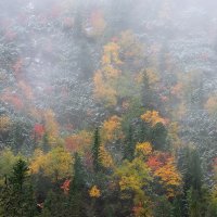 Tatranský les v říjnu