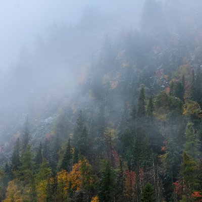 High Tatras Forest in October II