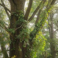 Portrét kmene stromu