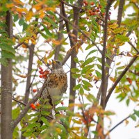  The Thrush Squawked