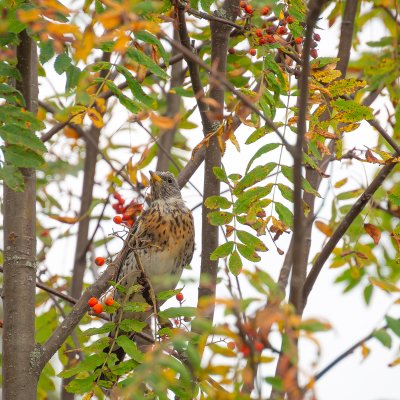  The Thrush Squawked