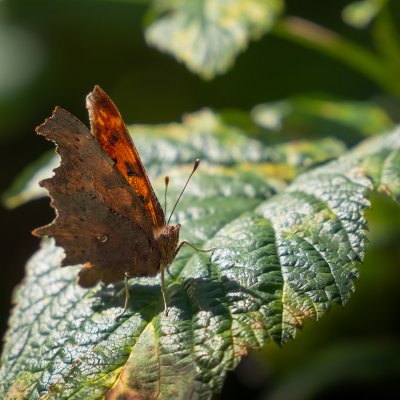 Polygonia c-album