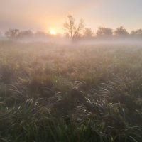 Morning in the Wetland
