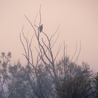 Sea eagle