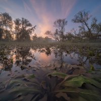 Earthworms in Flooded Meadows