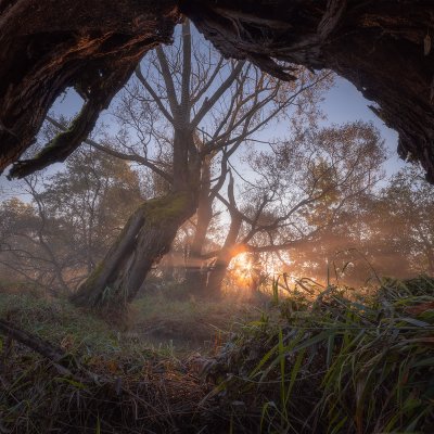 Old Willows
