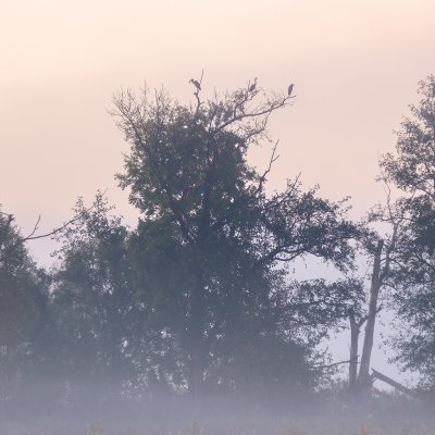 Grey Herons