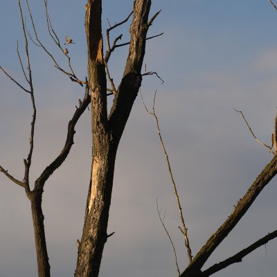 Bird Tree