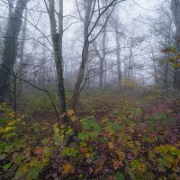 Autumn in Moravia Floodplains