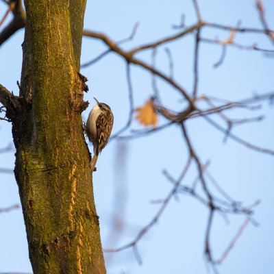 Eurasian Treecreeper