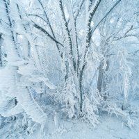 Zmrzlé stromy na Svinci