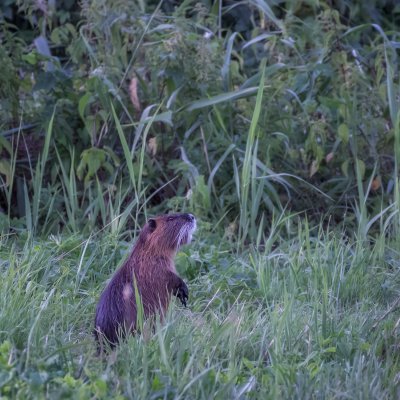 Nutria