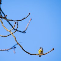 Blue Tit