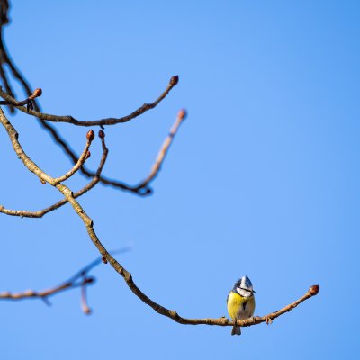 Blue Tit