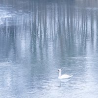 Swan at Odra River
