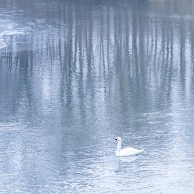 Swan at Odra River