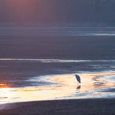 Grey Heron
