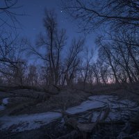 Night at Floodplain Forest