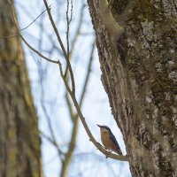 Wood Nuthatch